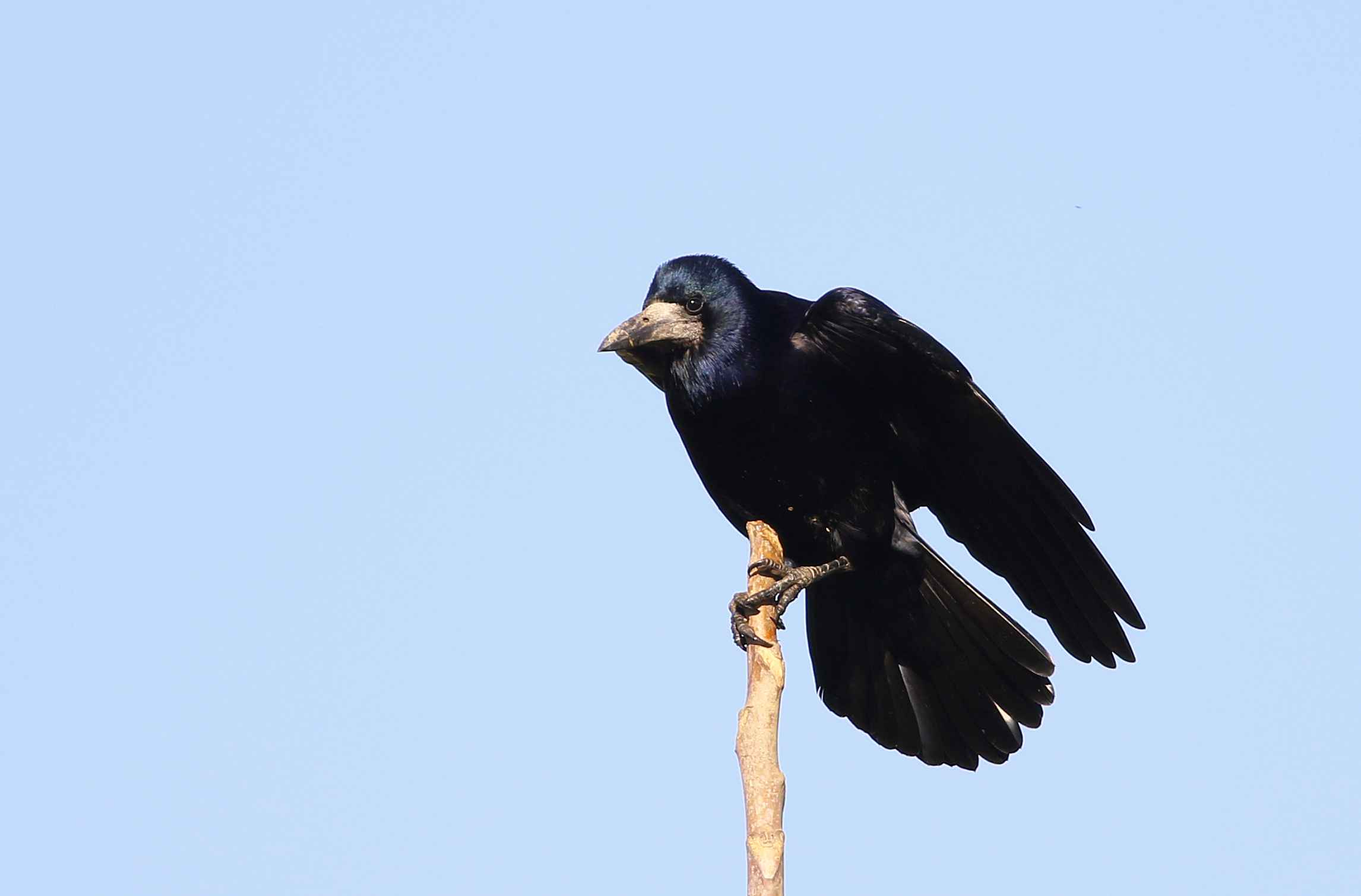 Rook